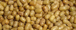 Moth Bean Whole