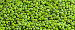Black Urad